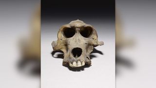 A baboon skull against a white background