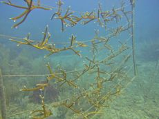 coral reef restoration, coral reef conservation, how to save coral reefs, coral reef declines, coral reef nurseries, how to grow coral