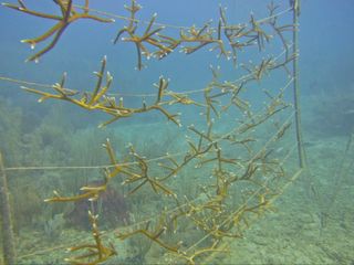 Research Shows Transplanting Staghorn Corals Could Help The