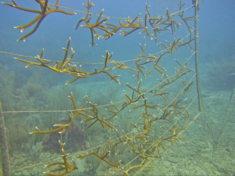 coral reef restoration, coral reef conservation, how to save coral reefs, coral reef declines, coral reef nurseries, how to grow coral