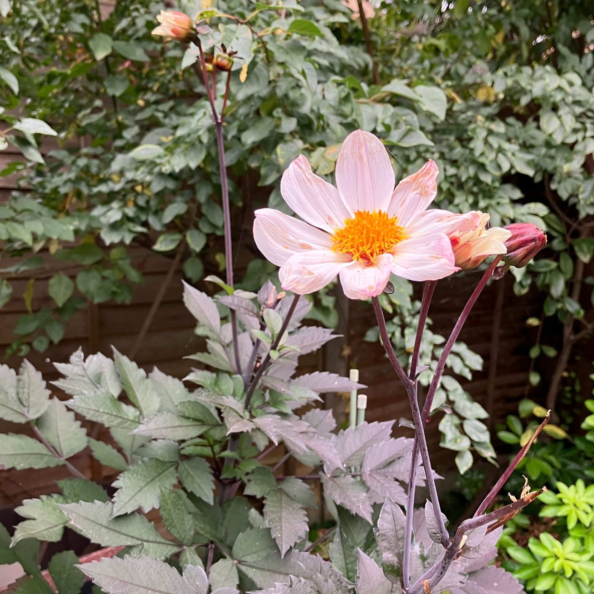 dahlias in garden