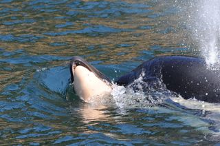The orca mom was seen still pushing her dead calf around 24 hours later.