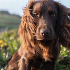 Princess Kate and Prince William's newest puppy Otto is a handful for the entire Wales family