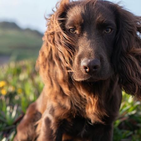 Princess Kate and Prince William's newest puppy Otto is a handful for the entire Wales family