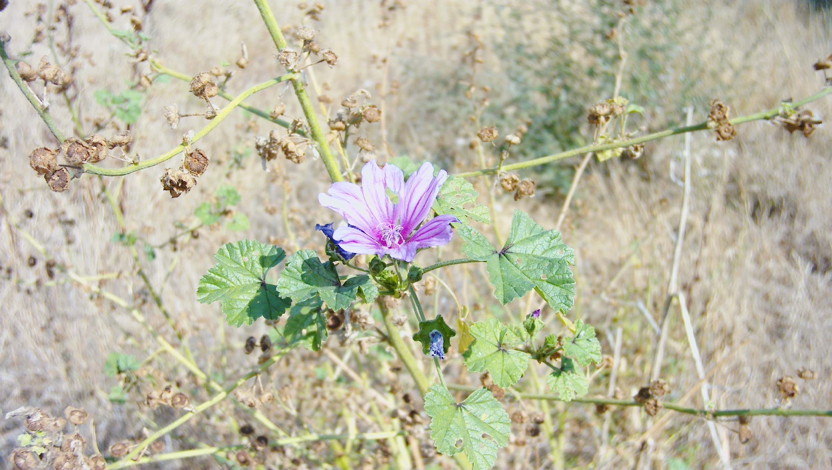 A still photo taken with the ATLi Eon, showing a flower in close focus with the background blurred