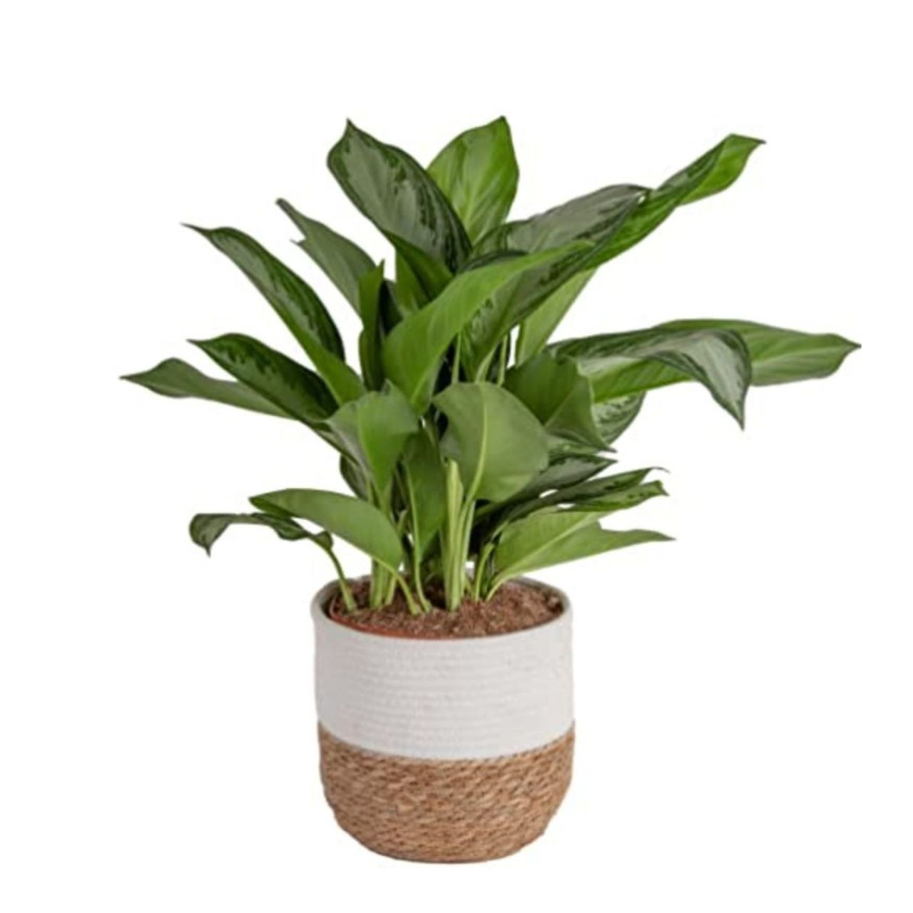 10 of the best bathroom plants that thrive in humidity | Real Homes