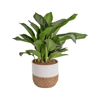A Chinese evergreen plant in a white pot