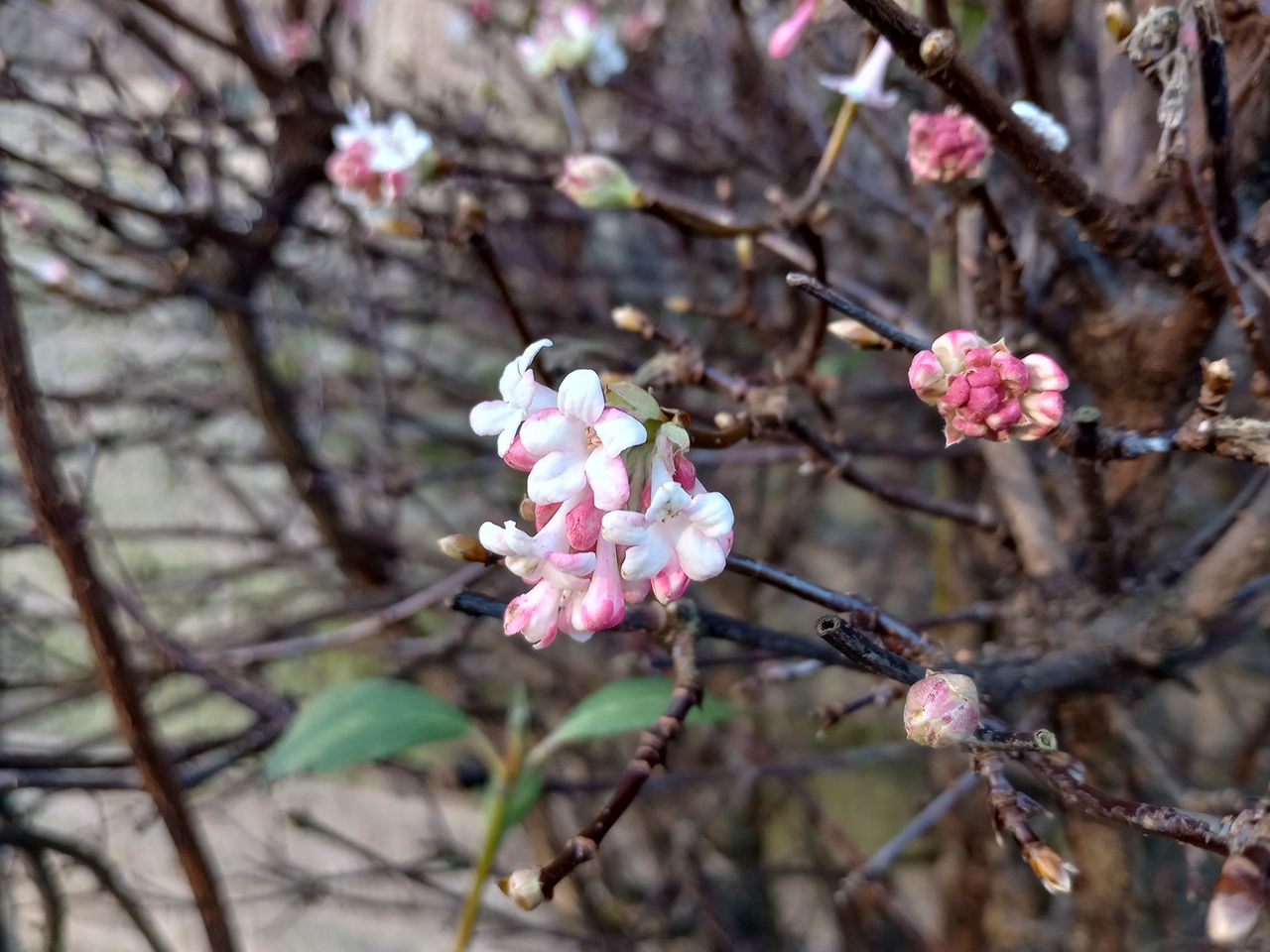 Moto G31 camera sample