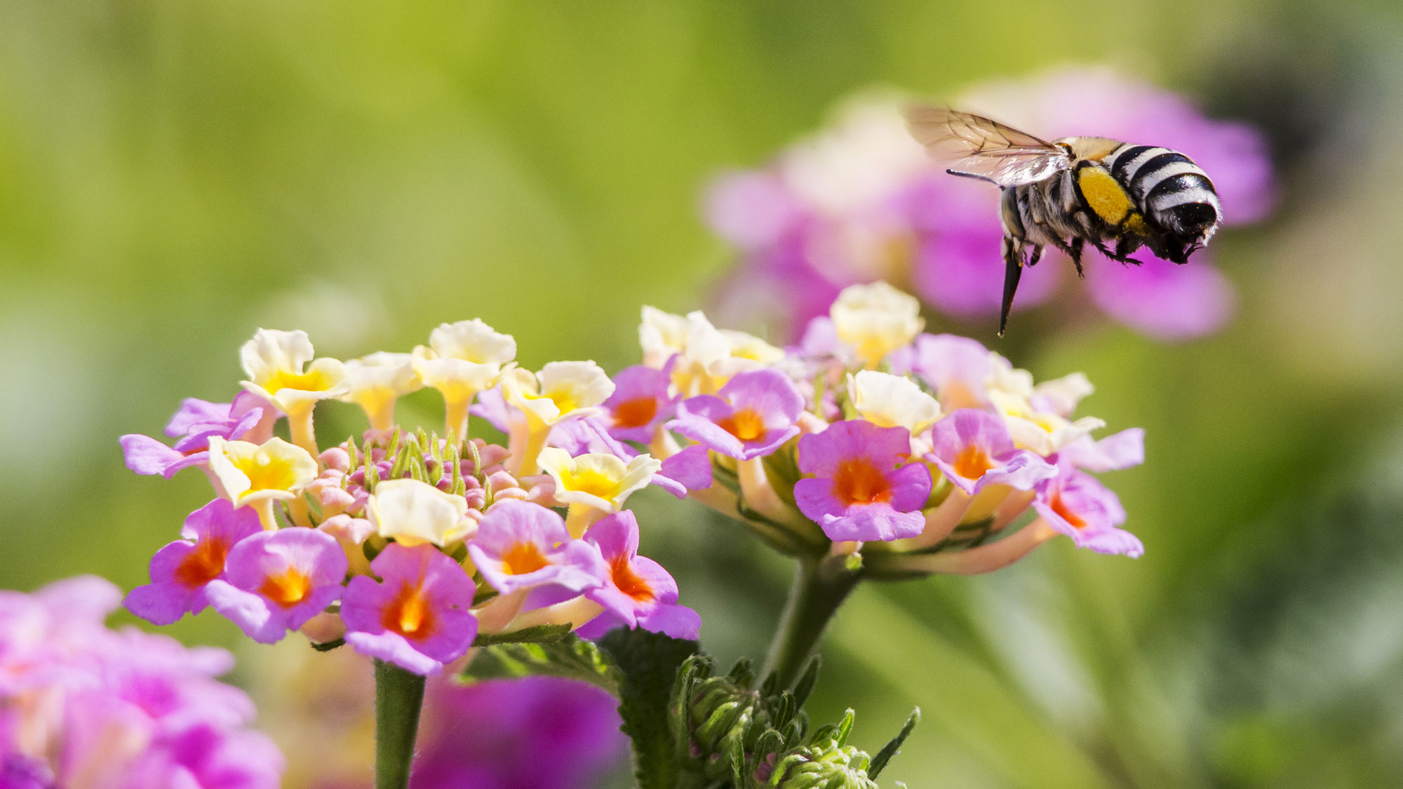 blueberry bee flying around colorful pink and yellow flowers in garden border