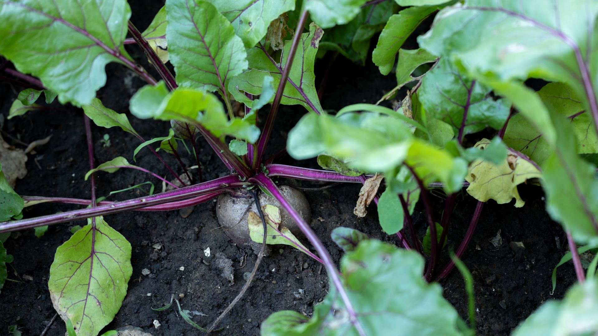 picture of beetroots growing in vegetable patch