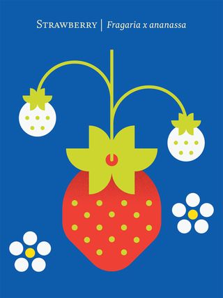 fruit illustration