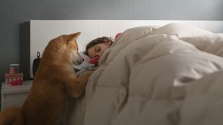 Shiba Inu dog checking on young owner in bed