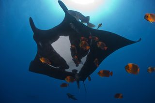 A manta ray swims in Revillagigedo Islands waters, off the coast of Mexico.