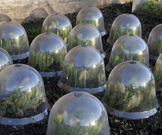 Cabbage plants protected with individual cloches