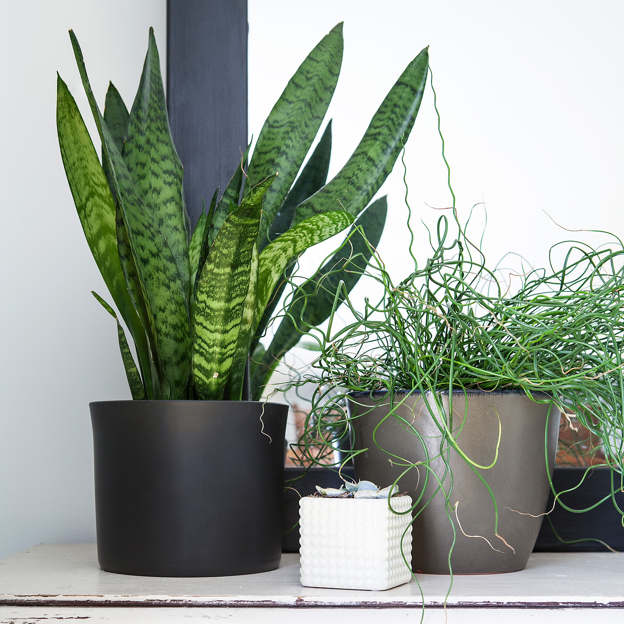 selection of three houseplants in monochrome pots including snake plant in black pot on a white shabby chic chest of drawers