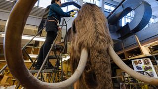 Uniquely depicted in the process of shedding its winter coat, the full-scale model of a wooly mammoth—one of the most iconic extinct elephant relatives—was made onsite by the Museum’s Exhibition team with input from leading paleomammalogists.
