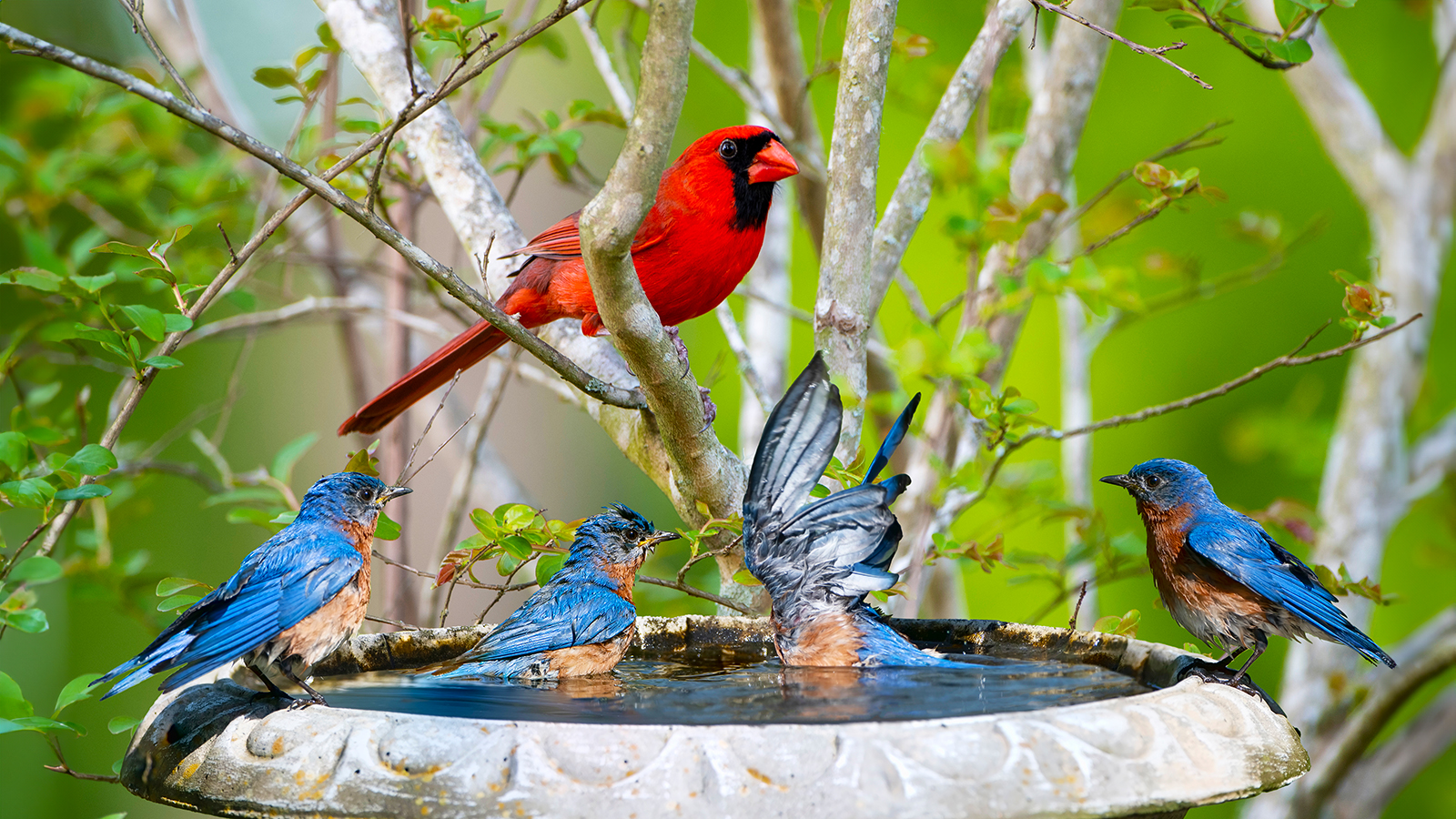 Cardinal watches Eastern bluebirds splashing in bird bath