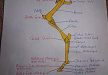 roland-hind-leg.jpg