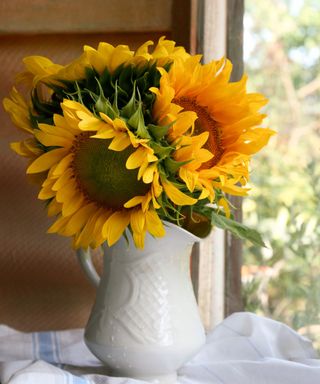 A bunch of yellow sunflowers in a white jug, on top of a white towel on a windowsill