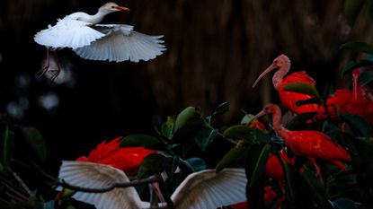Cattle egret and scarlet ibises in Colombia