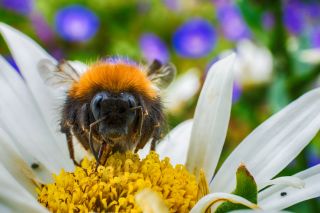 Bumble bee, Hay fever 'pollen bomb' warning