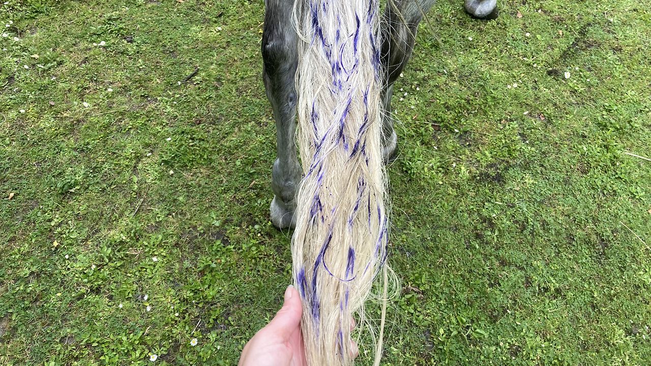 Using Blue Snow Shampoo on the tail