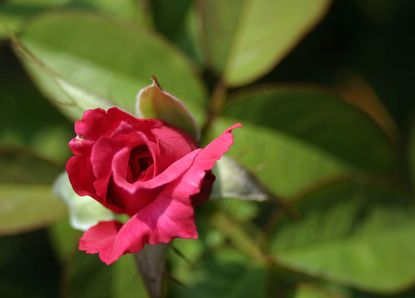 Pink Heirloom Rose Bush