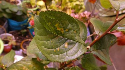 Bacterial Spots On Plum Tree Leaves