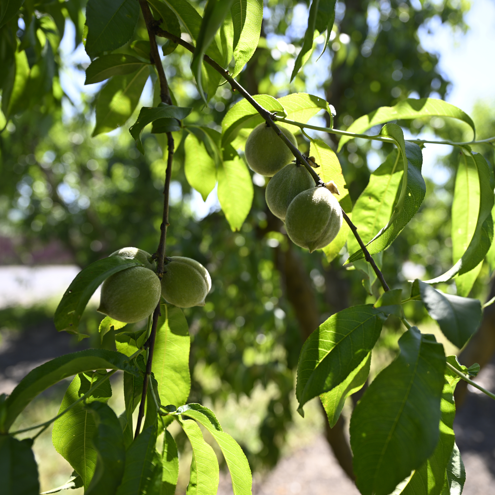 a peach tree with unripened fruit