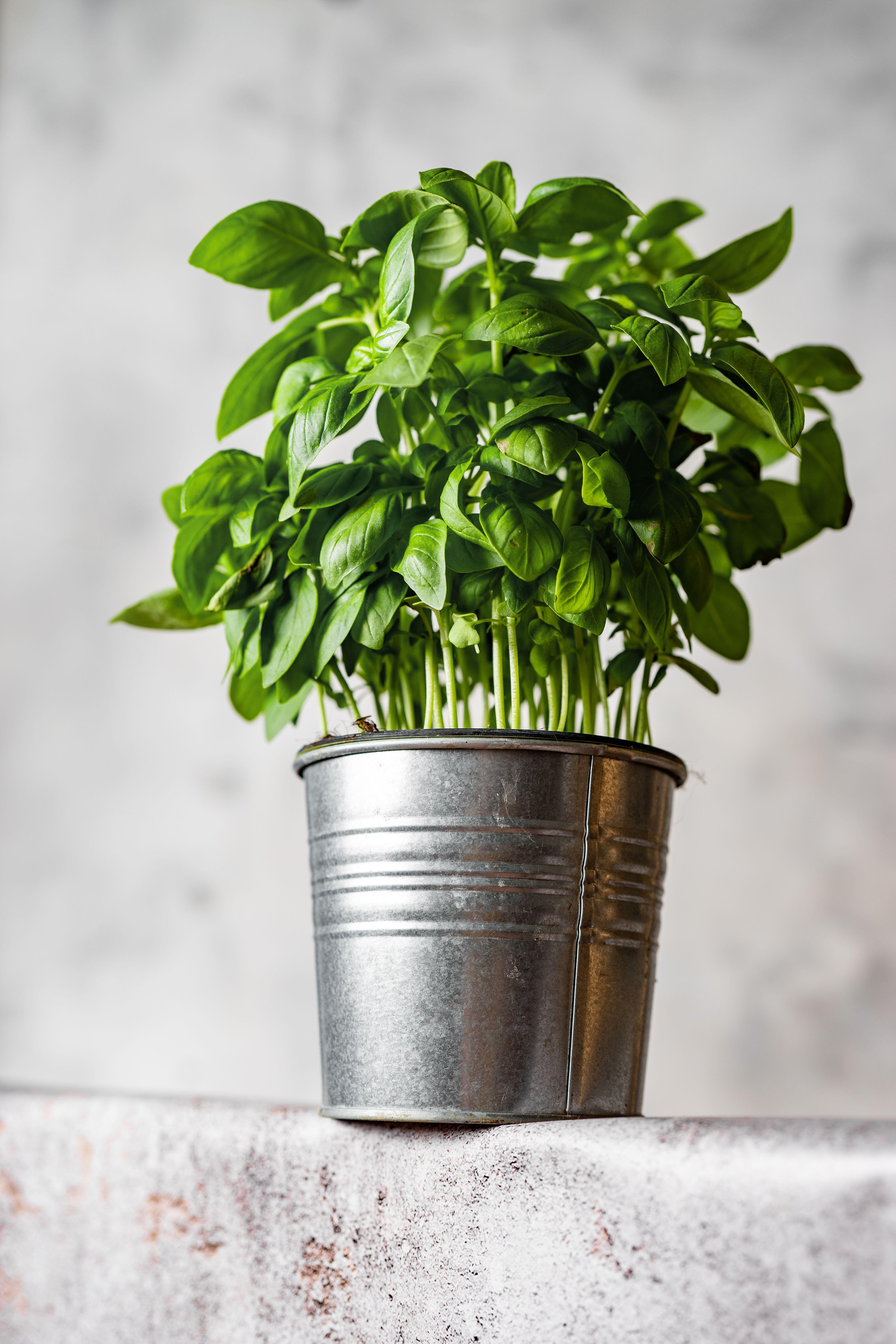 10 Edible Plants You Can Grow In Pots Indoors Or Out