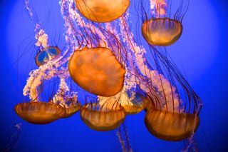 jellyfish, cancer detector