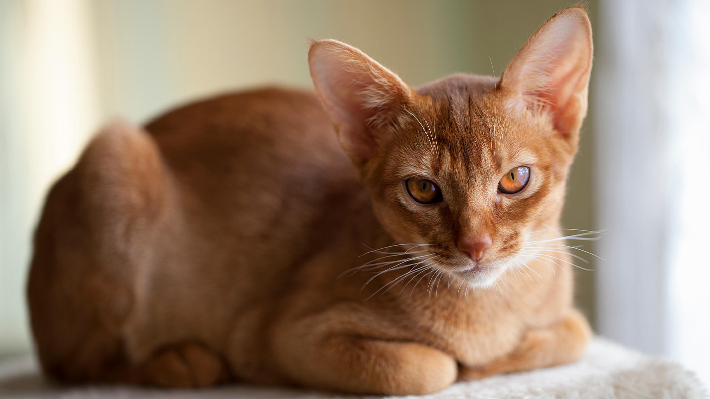 Abyssinian cat curled up on a cat perch