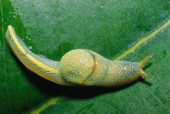 World's Longest Bug And 'Ninja' Slug Discovered in Borneo | Live Science