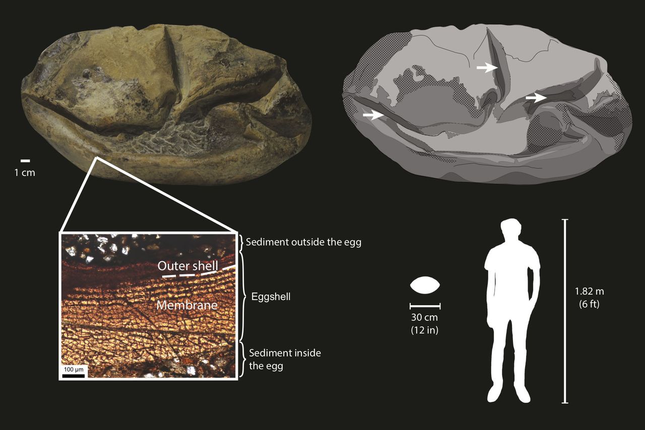 The soft-shelled egg filled with sediment (and a ammonite) before it fossilized.