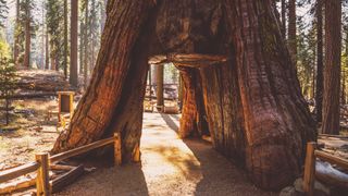 The Tunnel Tree Sequoia from Mariposa Grove in Yosemite National Park