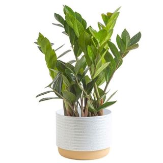 Costa Farms Zz Plant, Live Indoor Houseplant in Modern Decor Planter, Natural Air Purifier in Potting Soil, Gift for Plant Lovers, Birthday Gift, Tabletop Living Room Decor, Desk Decor, 12-Inches Tall