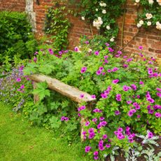 hardy geraniums and garden bench