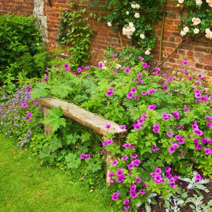 hardy geraniums and garden bench