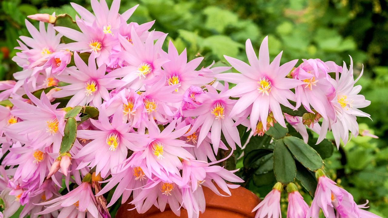 Pink Easter cactus flowers in full bloom