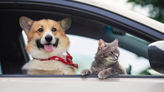 Dog and cat in car