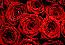red-roses-photo.jpg