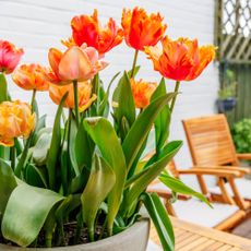 Orange tulips fertilized for growth on patio