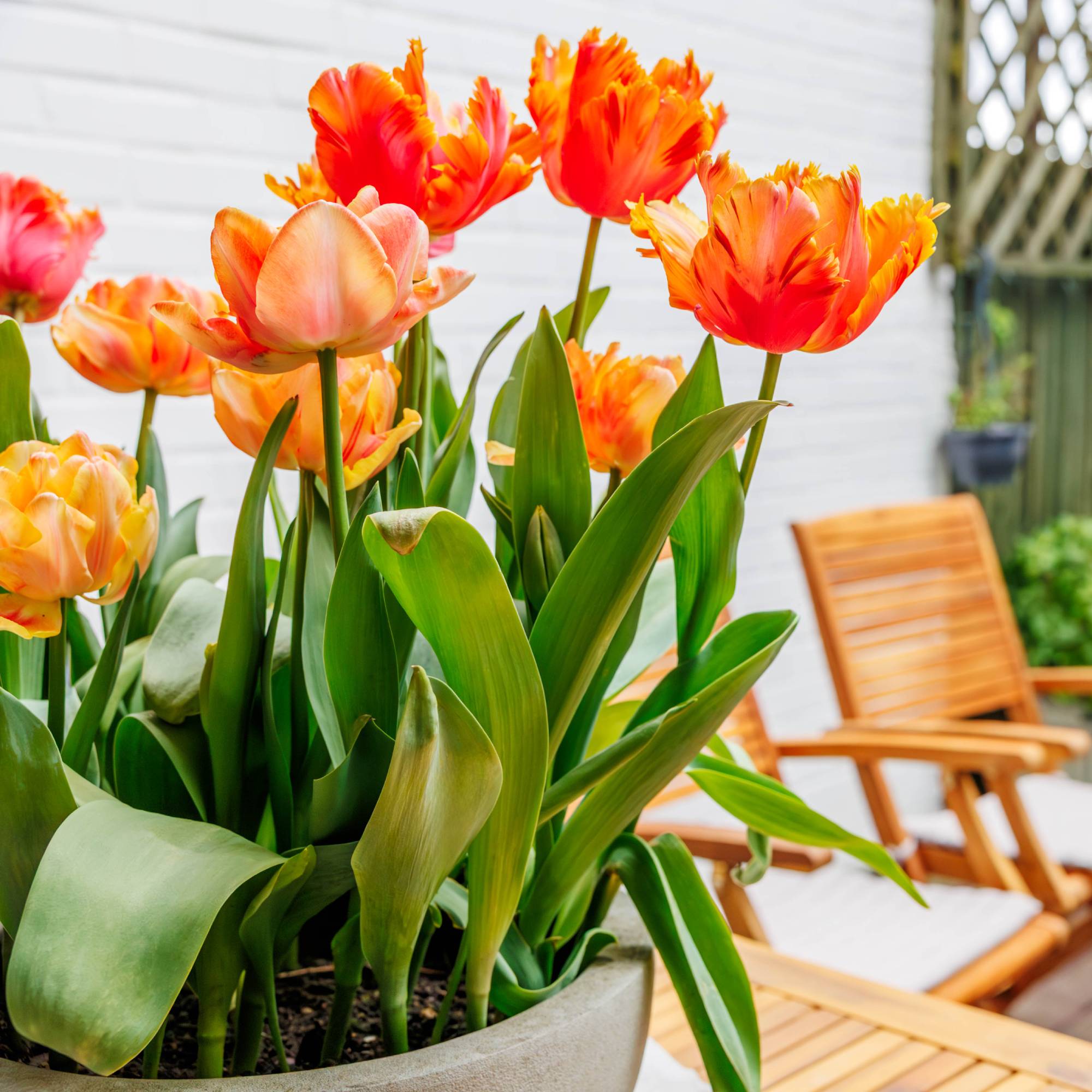 Orange tulips fertilized for growth on patio