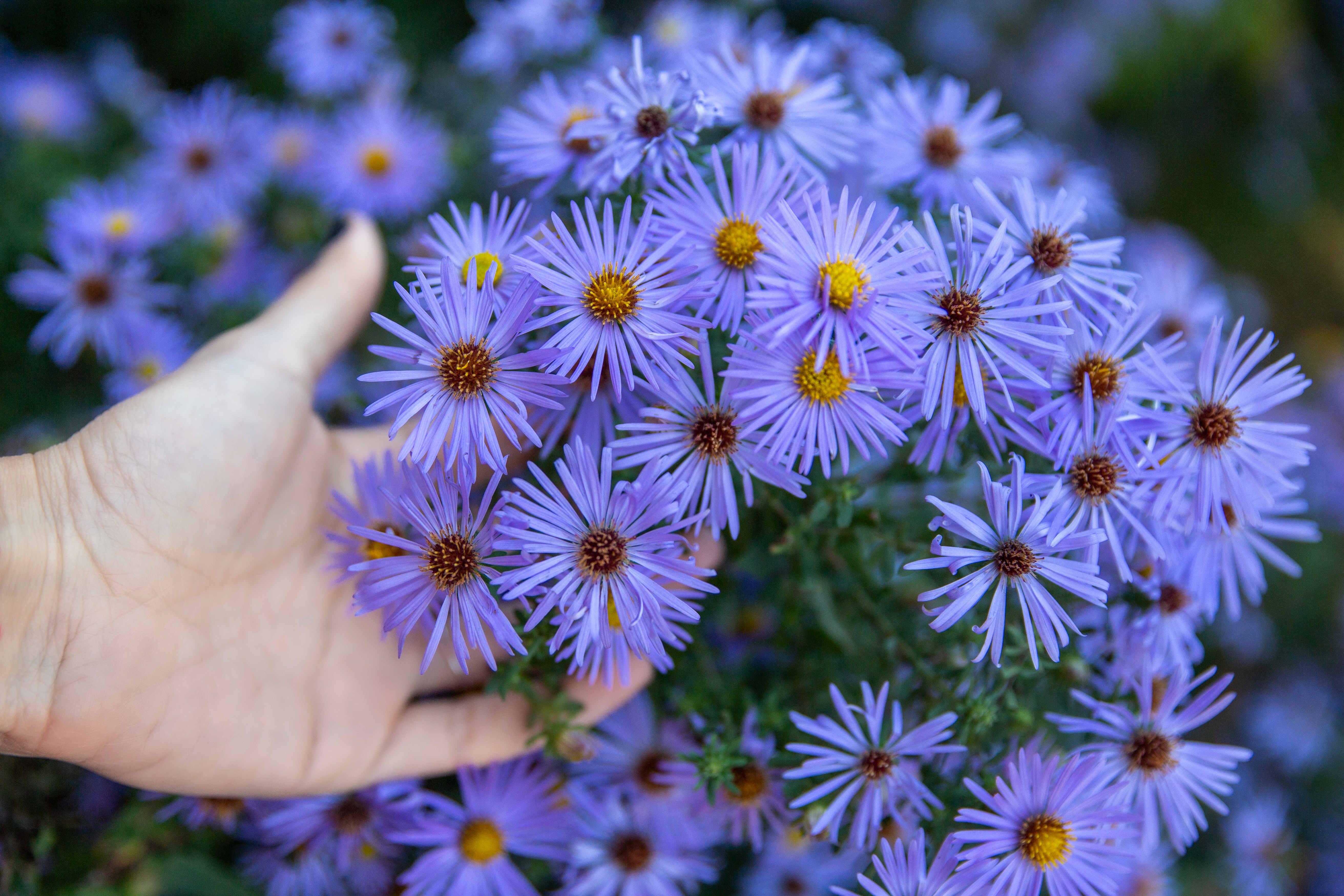 Michaelmas daisies, by Rosario Janza