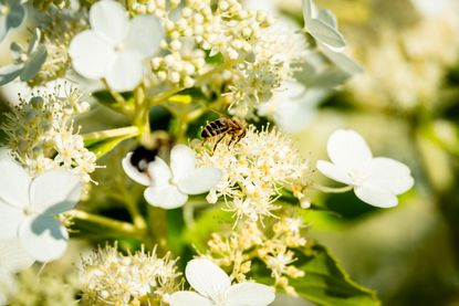 wasp on white flowers