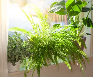 Boston fern kept indoors in winter on window sill