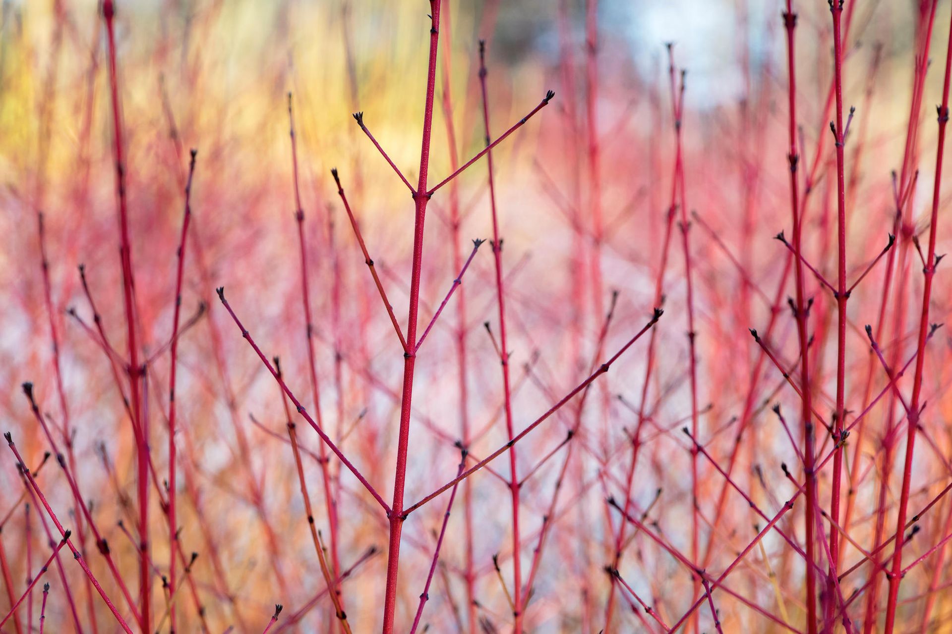 Plants for fall color: 5 top picks for your borders