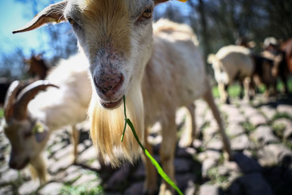Goats are brought to graze the weed on a cobblestone sector of the ParisRoubaix cycling race at the Troue dArenberg near Arenberg on April 4 2023 ahead of this weekends women and men races Photo by AnneChristine POUJOULAT AFP Photo by ANNECHRISTINE POUJOULATAFP via Getty Images