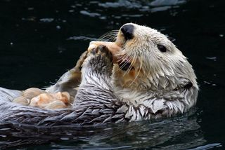 Sea Otter eating shells on its belly