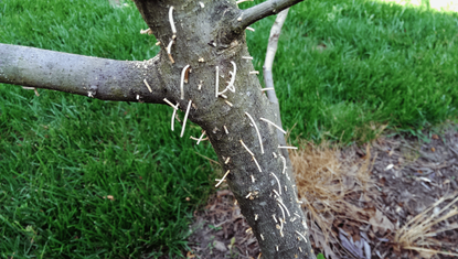 Granulate Ambrosia Beetle Damage To A Tree